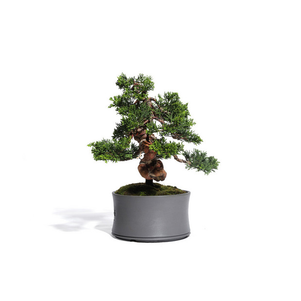 真柏　-Japanese Juniper-　（推定樹齢30年）-M0014- 詳細画像